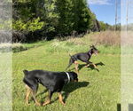Small #2 Doberman Pinscher