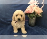Small Photo #28 Poodle (Toy) Puppy For Sale in SAFFORD, AZ, USA