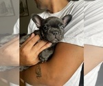 Puppy 3 French Bulldog