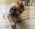 Small Photo #7 Irish Dane Puppy For Sale in SURRY, VA, USA