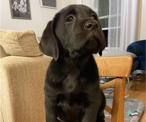 Labrador Retriever Puppy for sale in WILDWOOD, GA, USA