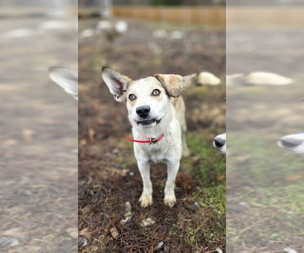 Medium Photo #1 Catahoula Leopard Dog-Golden Retriever Mix Puppy For Sale in Aurora, IN, USA