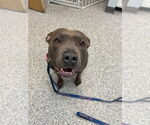 Small #21 American Staffordshire Terrier