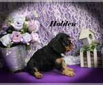 Small #16 Cavalier King Charles Spaniel