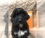 Small Photo #9 Portuguese Water Dog Puppy For Sale in STERLING, CO, USA