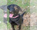 Small #1 Labrador Retriever Mix