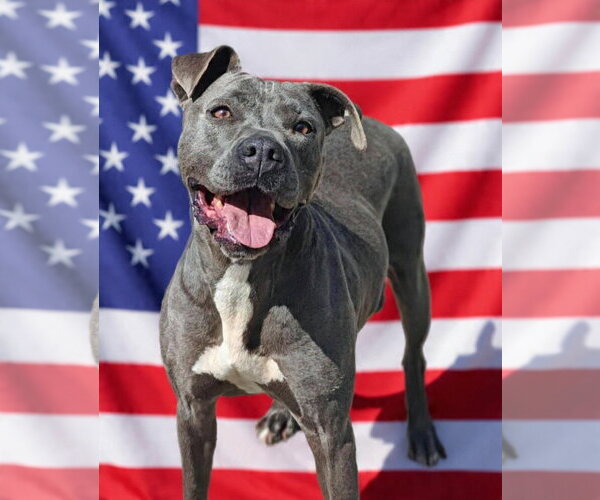 Medium Photo #1 Mutt Puppy For Sale in Talladega, AL, USA