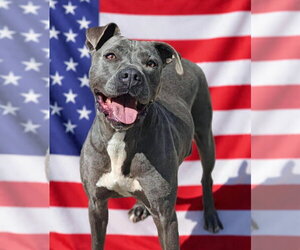 Mutt Dogs for adoption in Talladega, AL, USA