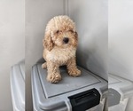 Small Photo #1 Cavapoo (Miniature) Puppy For Sale in NILES, MI, USA