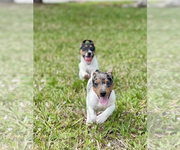 Medium Photo #27 Jack Russell Terrier Puppy For Sale in FORT PIERCE, FL, USA