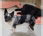Small #8 Australian Shepherd Mix