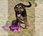 Small German Shepherd Dog Mix