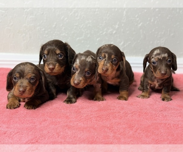 Medium Photo #1 Dachshund Puppy For Sale in OCALA, FL, USA