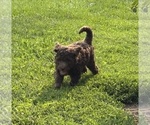 Small #2 Poodle (Standard)