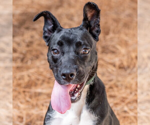 Medium Photo #2 Mutt Puppy For Sale in Hilton Head, SC, USA