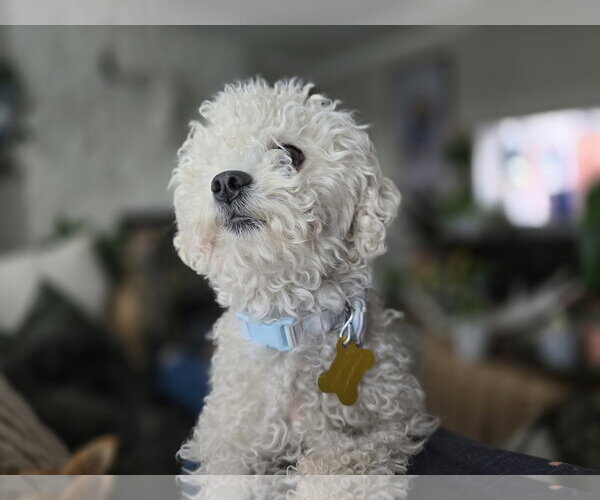 Medium Photo #8 Mutt Puppy For Sale in Sandy, UT, USA