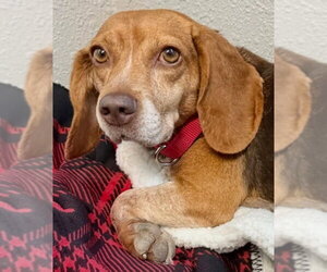 Asia - Female Beagle Dog for Adoption - Photo #14