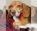 Small Photo #14 Beagle Puppy For Sale in Dunnellon, FL, USA