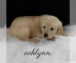 Golden Retriever Puppy for sale in NORWOOD, MO, USA