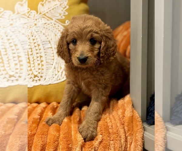 Medium Photo #6 Goldendoodle (Miniature) Puppy For Sale in SAINT JAMES, MO, USA