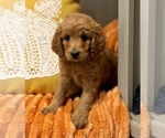 Small #5 Goldendoodle (Miniature)