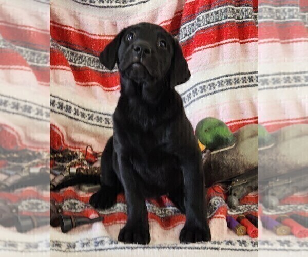 Medium Photo #111 Labrador Retriever Puppy For Sale in MERIDEN, KS, USA
