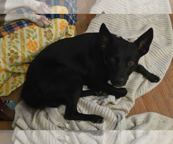 Medium Photo #2 Border Collie-Unknown Mix Puppy For Sale in Salt Lake City, UT, USA