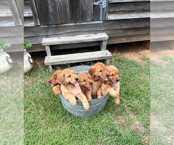 Medium Photo #1 Golden Retriever Puppy For Sale in SANDERSVILLE, GA, USA