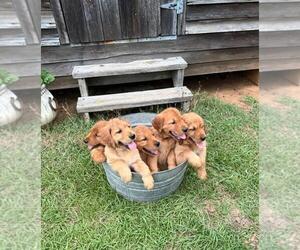 Golden Retriever Puppy for Sale in SANDERSVILLE, Georgia USA