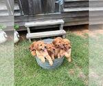 Image preview for Ad Listing. Nickname: Litter of 5