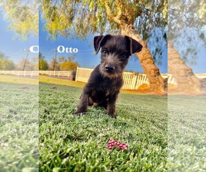 Dachshund Dogs for adoption in Menifee, CA, USA