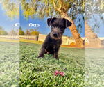 Small Dachshund