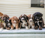 Image preview for Ad Listing. Nickname: Litter of 6