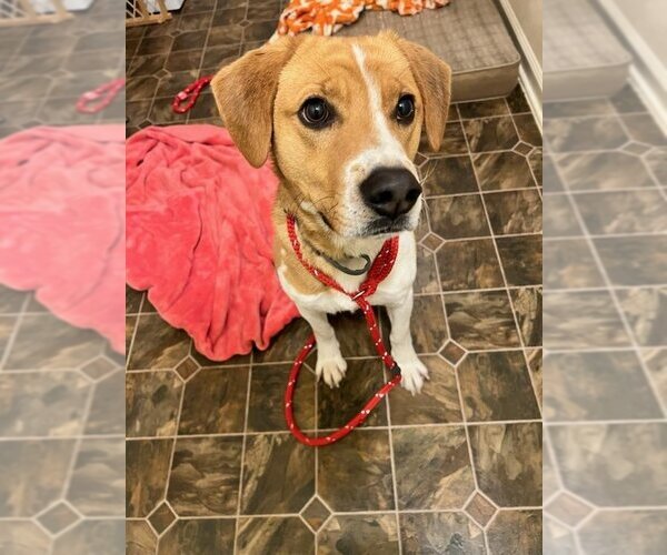 Medium Photo #2 Mutt Puppy For Sale in Roxboro, NC, USA