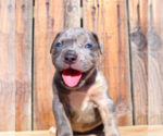 Small Photo #17 American Bully Puppy For Sale in LOS ANGELES, CA, USA