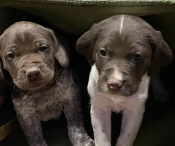 Medium Photo #4 German Shorthaired Pointer Puppy For Sale in DALLAS, OR, USA