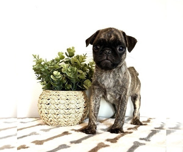 Medium Photo #4 Pug Puppy For Sale in INDIANAPOLIS, IN, USA