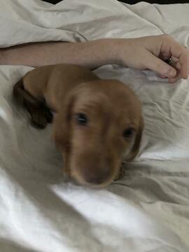Medium Photo #1 Dachshund Puppy For Sale in CORNELIUS, OR, USA