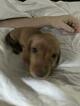 Small Photo #1 Dachshund Puppy For Sale in CORNELIUS, OR, USA