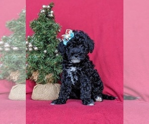 Miniature Labradoodle Puppy for sale in OXFORD, PA, USA