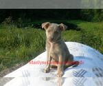 Small Photo #1 German Shepherd Dog Puppy For Sale in PIEDMONT, MO, USA