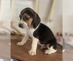 Small #7 Beagle