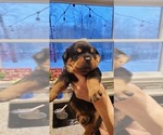 Small #6 Rottweiler