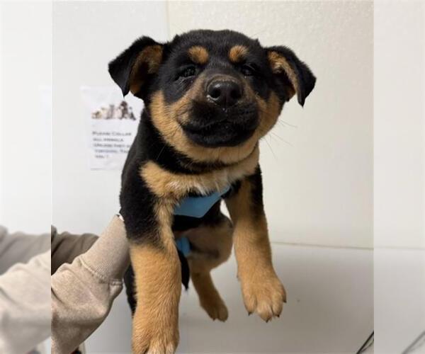 Medium Photo #1 German Shepherd Dog Puppy For Sale in Bakersfield, CA, USA