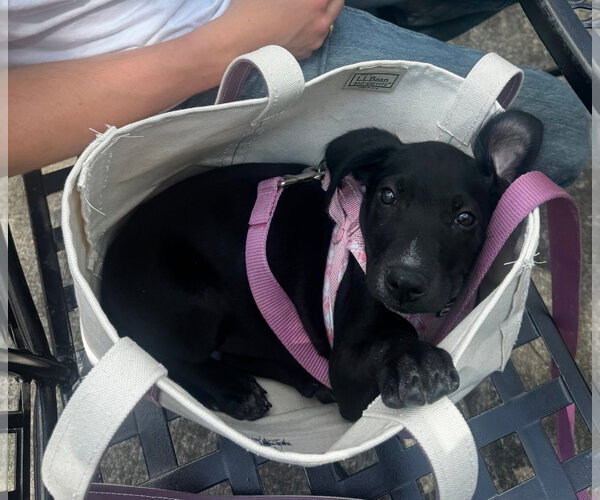 Medium Photo #4 Labrador Retriever-Unknown Mix Puppy For Sale in Tracy City, TN, USA
