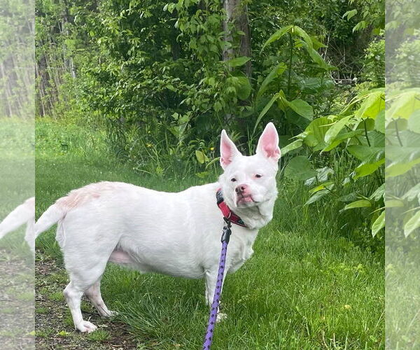 Medium Photo #1 Bulldog-Pembroke Welsh Corgi Mix Puppy For Sale in Middlesex, VT, USA