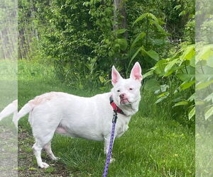 Bulldog-Pembroke Welsh Corgi Mix Dogs for adoption in Middlesex, VT, USA