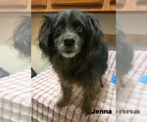 Poodle (Miniature)-Unknown Mix Dogs for adoption in Westwood, NJ, USA