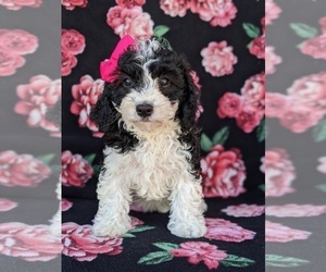 Cavachon-Poodle (Miniature) Mix Puppy for sale in CHRISTIANA, PA, USA