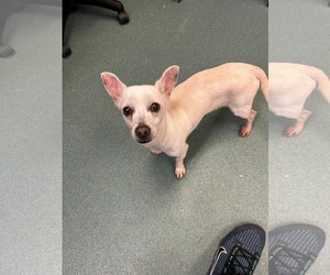 Chihuahua-Unknown Mix Dogs for adoption in Spring Lake, NC, USA